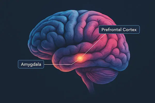How does stress cause emotional exhaustion? Keyword: neuroscience of burnout